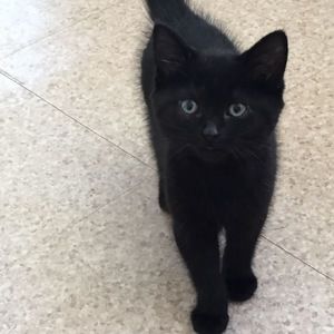 Meet your Posher, Rieghlee